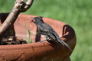 Bird Eating 