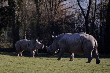 Naklejka premium Rhinocéros