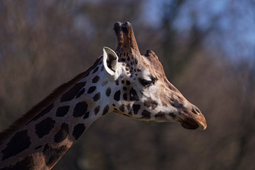 Girafe