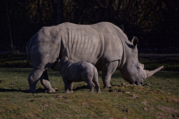 Obraz premium Rhinocéros