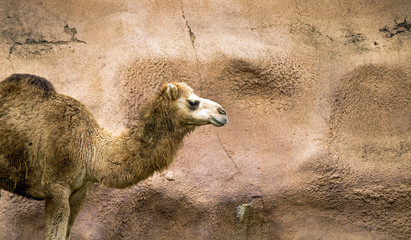 Dromedary Camel at the zoo walking into the scene against a rock background