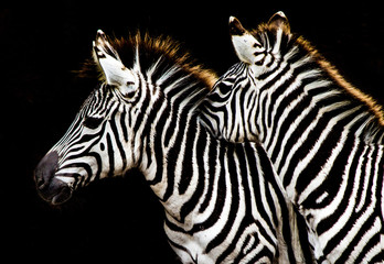 Fototapeta na wymiar Two Zebras snuggling against a black background