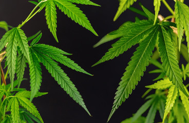 Full frame shot of Cannabis plants against dark backdrop