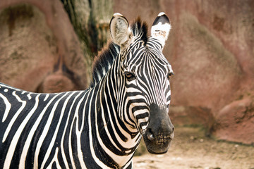 Fototapeta na wymiar Closeup of a Grant's Zebra at the zoo