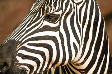 Fototapeta na wymiar Closeup Portrait of a Grant's Zebra at the zoo