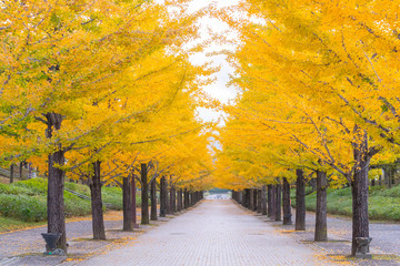 Autumn leaves at Azuma Park, Fukushima Prefecture