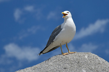 Goeland argenté