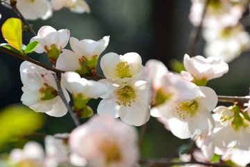 Obraz premium 色鮮やかなボケの花