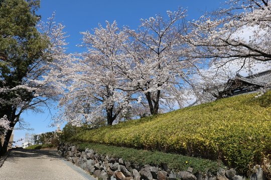 桜満開の舞鶴の春爛漫風景