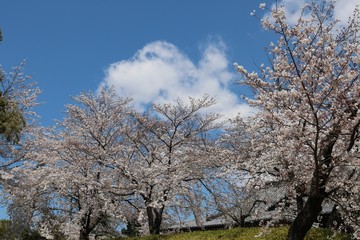 Fototapeta premium 桜満開の春爛漫風景