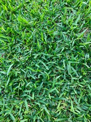 Fondo y textura de jardín 