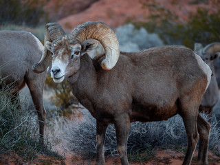 Obraz na płótnie Canvas Desert Big Horn Sheep Looking at Camera