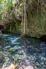 Naklejka na ściany i meble Unberuehrte Cenote in Sacbe mit kristallklarem Wasser, Playa del Carmen, Mexiko