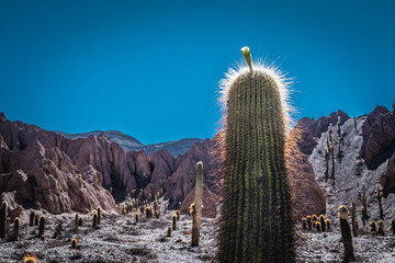 cactus cardon en las montañas del norte