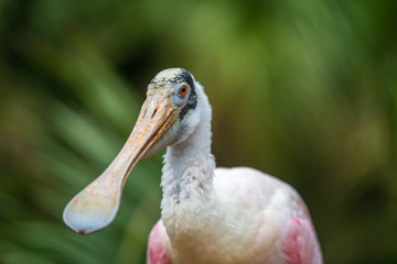 roseate spoonbill