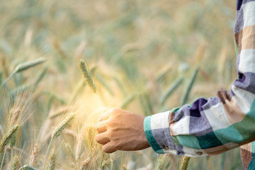 Selective focus close up shot asian men farmer hand in plaid shirt touching wheat plant in wheat grain field before the harvest.