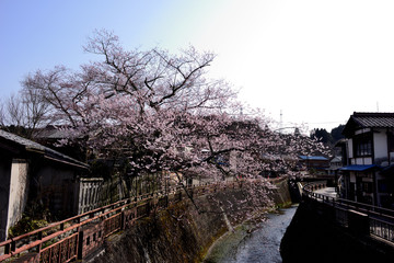Naklejka premium 明知町 桜