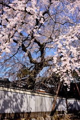 大正村　桜 © tosi