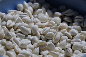  Sea shells in the market. Conch shells at Puri sea beach evening market. Beautiful marine shells.
