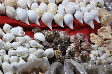  Sea shells in the market. Conch shells at Puri sea beach evening market. Beautiful marine shells.