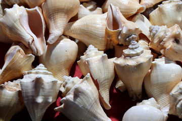  Sea shells in the market. Conch shells at Puri sea beach evening market. Beautiful marine shells.