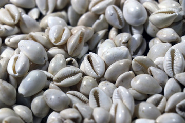  Sea shells in the market. Conch shells at Puri sea beach evening market. Beautiful marine shells.