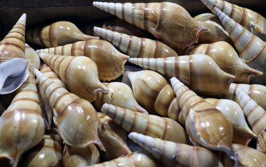  Sea shells in the market. Conch shells at Puri sea beach evening market. Beautiful marine shells.