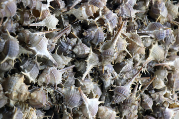  Sea shells in the market. Conch shells at Puri sea beach evening market. Beautiful marine shells.