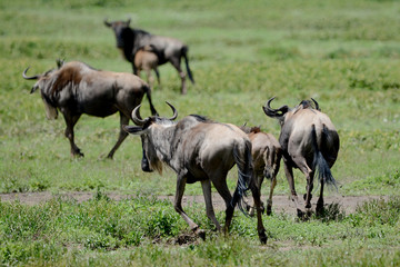 Naklejka na ściany i meble Big migratio nin Ngorongoro in Tanzania