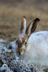 Snowshoe hare rabbit smelling the spring flora