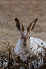 Snowshoe hare rabbit looking