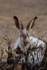 Snowshoe hare rabbit hiding from summer