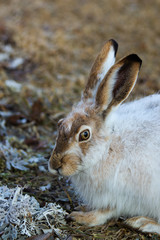 Snowshoe hare rabbit spring eating