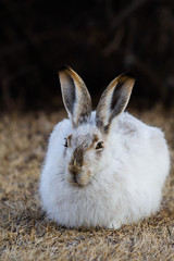 Fototapeta premium Snowshoe hare rabbit waiting for the sunrise