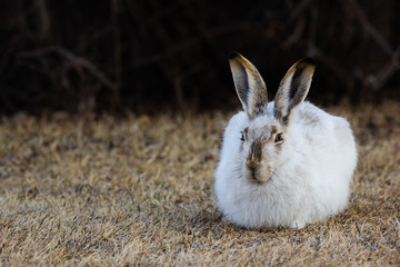 Snowshoe hare rabbit sitting
