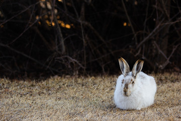 Snowshoe hare rabbit in a field