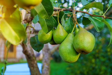 ripe pears ready for harvest in a pear orchard in the