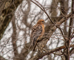 red shoulder hawk
