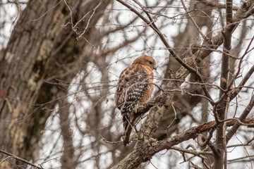 Red Shoulder Hawk
