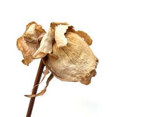 Flor marchita de perfil sobre fondo blanco 