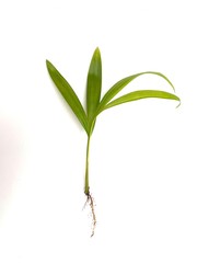 Palmera pequeña sobre fondo blanco 