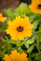 Beautiful assorted flowers of Spring in Galveston, Texas