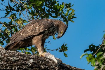 Crested Serpent Eagle (Spilornis cheela) Eating a Black Headed Ibis, Yala National Park, Sri Lanka