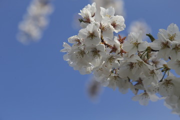 DC Cherry Blossom 3