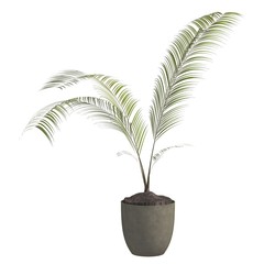 Indoor plant 3d illustration isolated on the white background