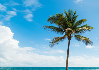 Fototapeta na wymiar Palm tree under a blue sky in Fort Lauderdale beach
