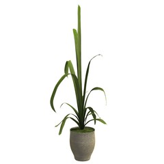 Indoor plant 3d illustration isolated on the white background