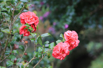 Camellia Debutante japonica, a double pink bloom
