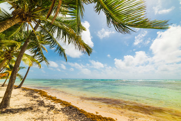 Palms by the sea in Bois Jolan beach in Guadeloupe