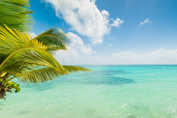 Fototapeta na wymiar Turquoise water in Sainte Anne shore in Guadeloupe
